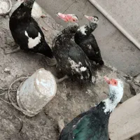 اردک سالم