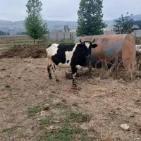 معاوضه گاو با خودرو شما