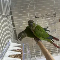 یک جفنت گرینچک|پرنده|سنندج, |دیوار