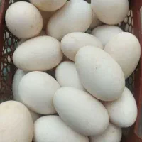 فروش تخم غاز و تخم اردک روسی