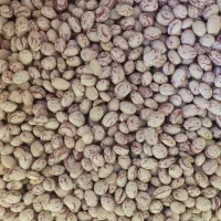 فروش لوبیا چیتی