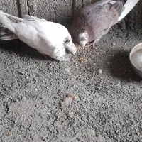 کبوتر کاکولی به فروش میرسد|پرنده|روانسر, |دیوار