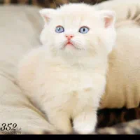 گربه پرشین اصیل شناسنامه دار راح بسیارزیبا