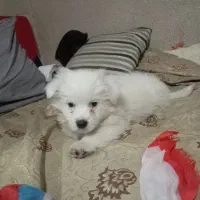 توله پامرخرسی|سگ|فردیس, فردیس|دیوار