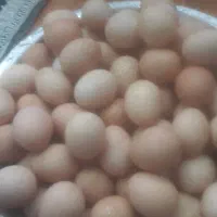 تخم مرغ