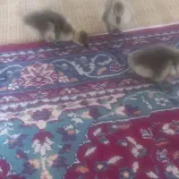 جوجه قوغاز|حیوانات مزرعه|گرگان, |دیوار