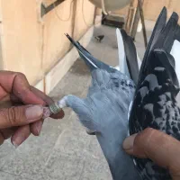 کفتر|پرنده|تهران, فلاح|دیوار