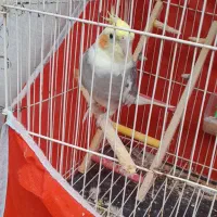 عروس هلندی