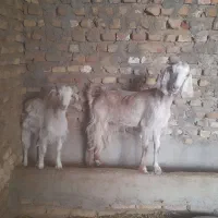 حیوان|حیوانات مزرعه|اسدآباد, |دیوار
