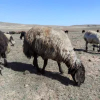 قوچ گله شش دندان|حیوانات مزرعه|اردبیل, |دیوار