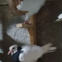 کفتر طوقی جوجه