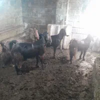 بز و ورن|حیوانات مزرعه|کرمانشاه, |دیوار