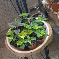 فروش انواع گلها