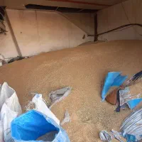 ۱۵ تن گندم بوجاری شده