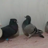 کبوتر|پرنده|مرودشت, مجد آباد|دیوار