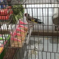 سهره دهن باغی