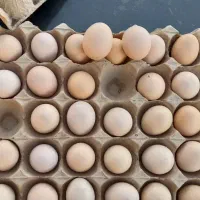 تخم مرغ محلی وزن ۹۳۰۰ درقزوین بوئین زهراارسال