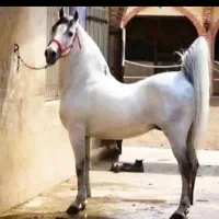 آموزش|خدمات آموزشی|تبریز, |دیوار