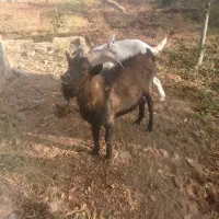 نربز آلپاین|حیوانات مزرعه|دماوند, دماوند|دیوار