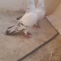 کبوتر رنگی جفتی و تکی