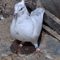 کبوتر