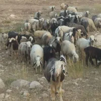 فروش ۴۰ راسمیش داشتی