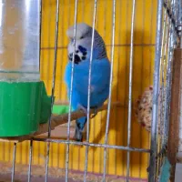 مرغ عشق انگلیسی مولد به شرط