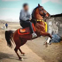 اسب نریان سواری دار