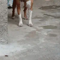 سگ پیتبول|سگ|تهران, استاد معین|دیوار