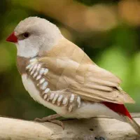 گروه فنچ سانان گیل فنچ