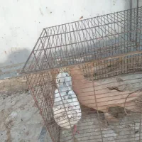 کفتر زرد سورو ابلق سینه ماش