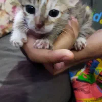 واگذاری گربه