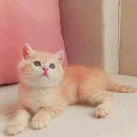 بچه گربه ی دلفریب و کیوت|گربه|ساری, |دیوار