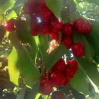 گیلاس|خوردنی و آشامیدنی|آوج, |دیوار
