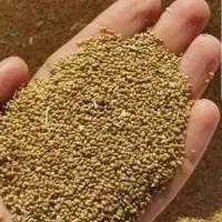 بذر یونجه (محلی)فروشی