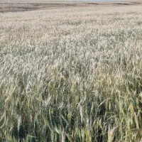 فروش ۱۰هکتار زمین کشاورزی دیم یکجا روستای چپقلو|فروش زمین و ملک کلنگی|دوتپه, |دیوار