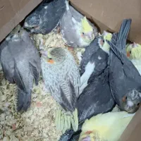انواع جوجه پرنده