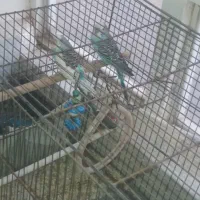 مرغ عشق یک جفت با یک دونه فنچ