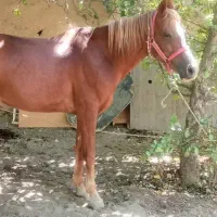 اسب ماده