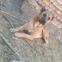 توله گله ای