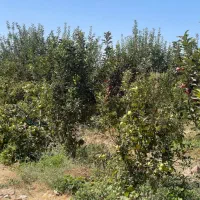 فروش-باغ-با-لوکیشن-عالی