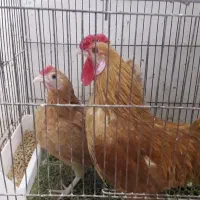 سیبرایت بوف ،روزکامپ نیمچه ،