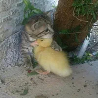 واگذاری بچه گربه مهربون