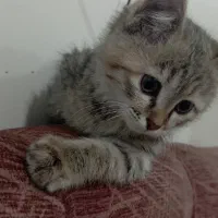 گربه گمشده|حیوانات|دورود, |دیوار