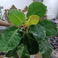 گل فیلودندرون|گل و گیاه طبیعی|الیگودرز, |دیوار