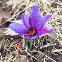 زعفران|عمده‌فروشی|اندیمشک, |دیوار