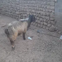 قوچ بختیاری|حیوانات مزرعه|رودشت (چهارمحال و بختیاری), |دیوار