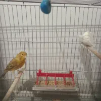 قناری نر دارچینی بخون