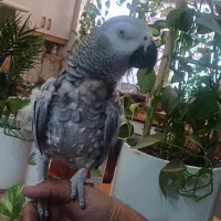 کاسکو فول دستی رخ در رخ صحبت ماده از تو قفس رودست