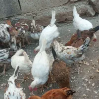 تیله محلی لنده|حیوانات مزرعه|لنده, |دیوار